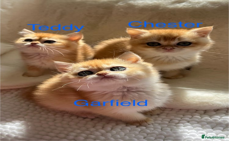 British Shorthair cats - Advert 7