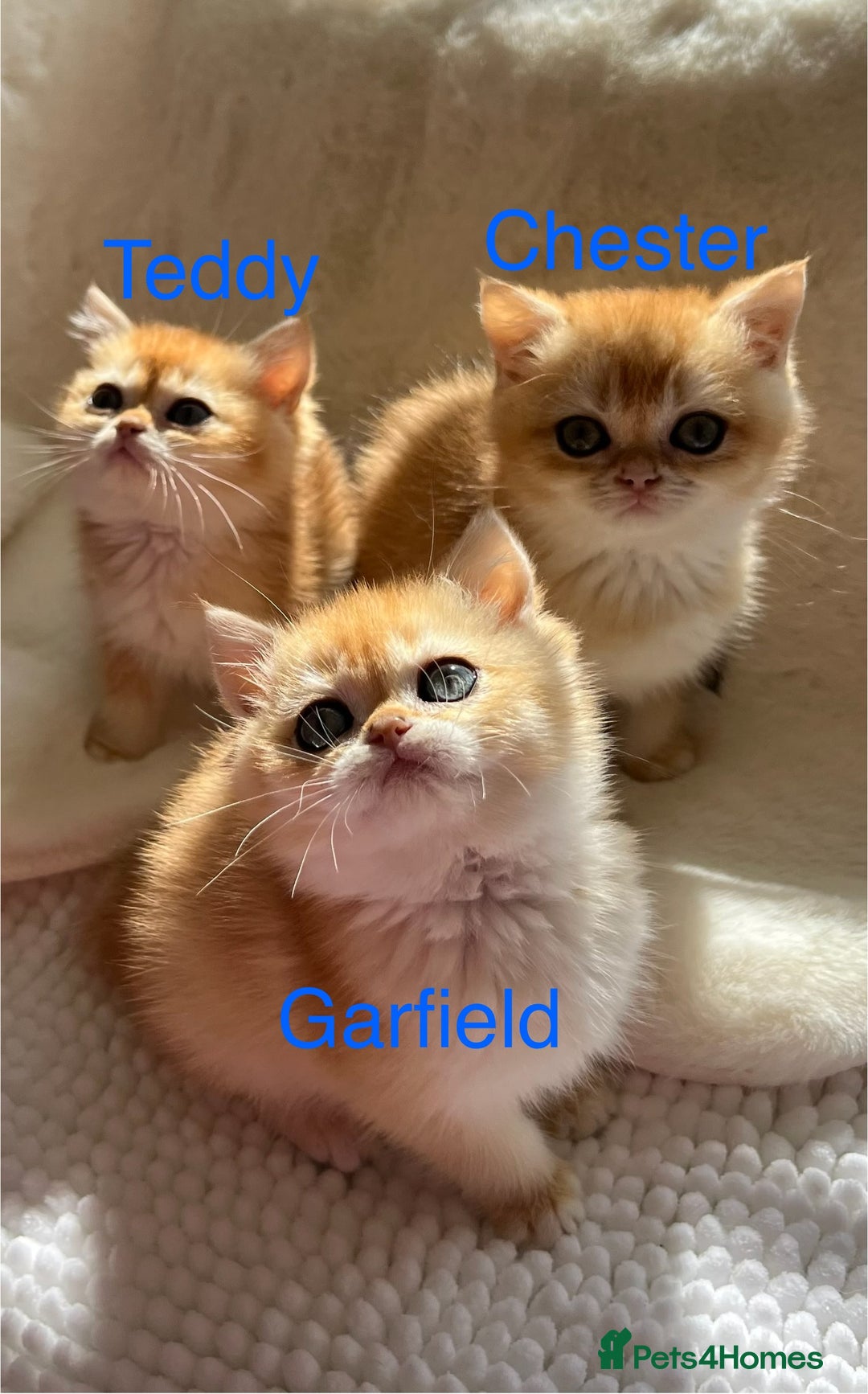British Shorthair cats for sale: NY12 British Shorthair Kittens  - Image 1
