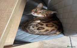 Bengal cats for sale: 2 adult bengals - Image 4