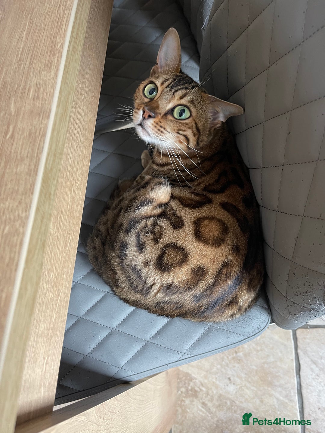 Bengal cats for sale: 2 adult bengals - Image 4