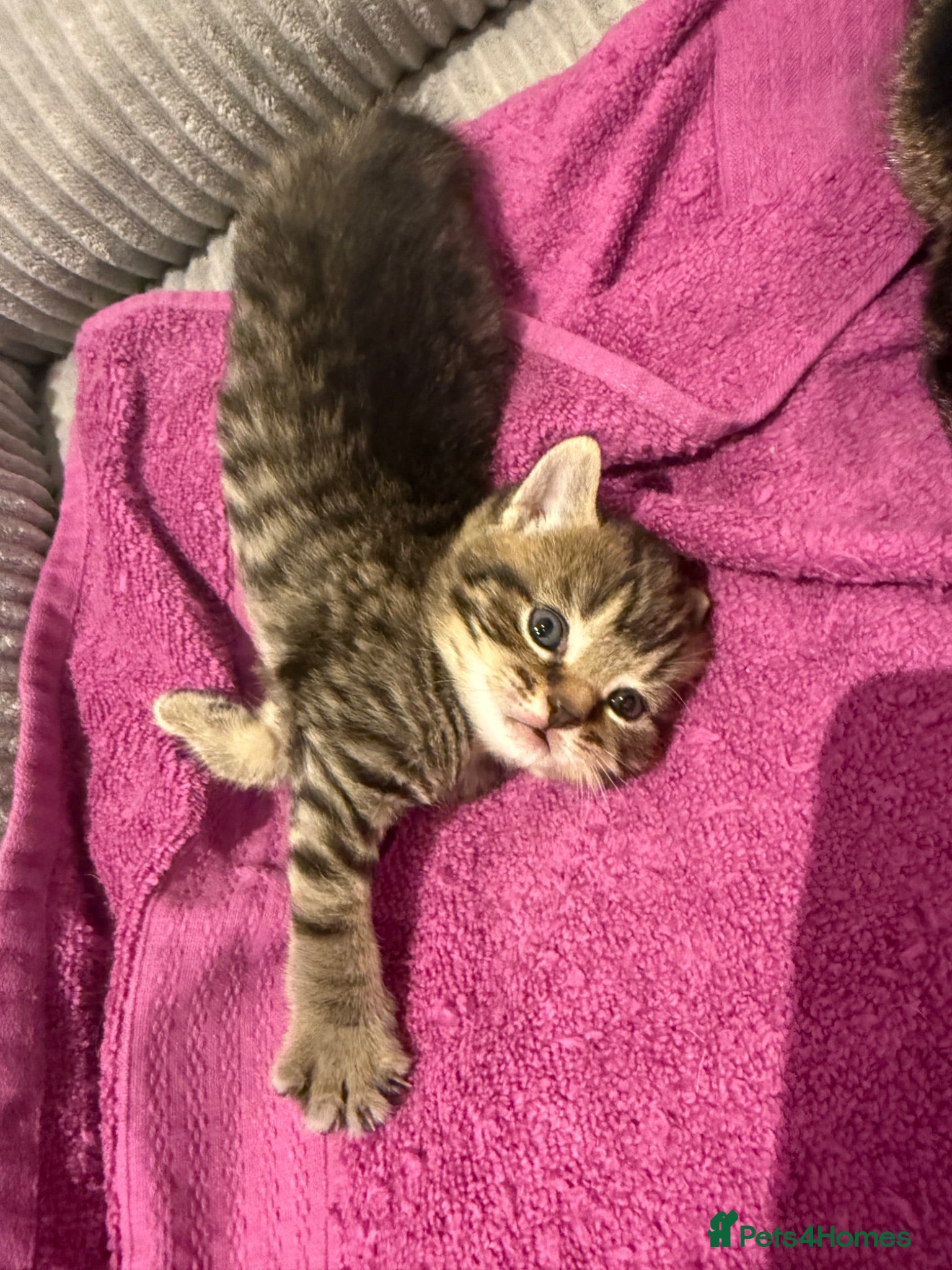 British Shorthair cats British shorthair Kittens - Advert 1