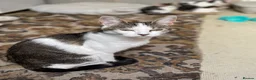 Mixed Breed cats for sale: Mom and baby boy - Advert 6