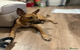 Mixed Breed dogs for sale: Belgian Shepherd (Malinois) for Sale - Image 14