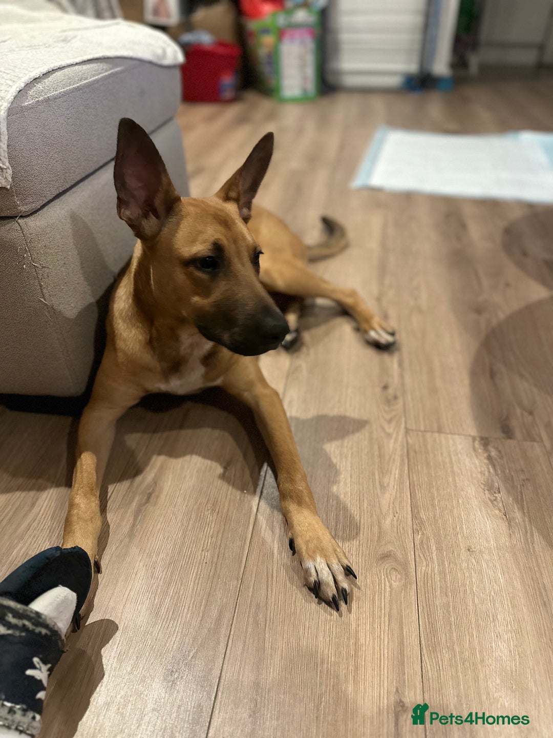 Mixed Breed dogs for sale: Belgian Shepherd (Malinois) for Sale - Image 14
