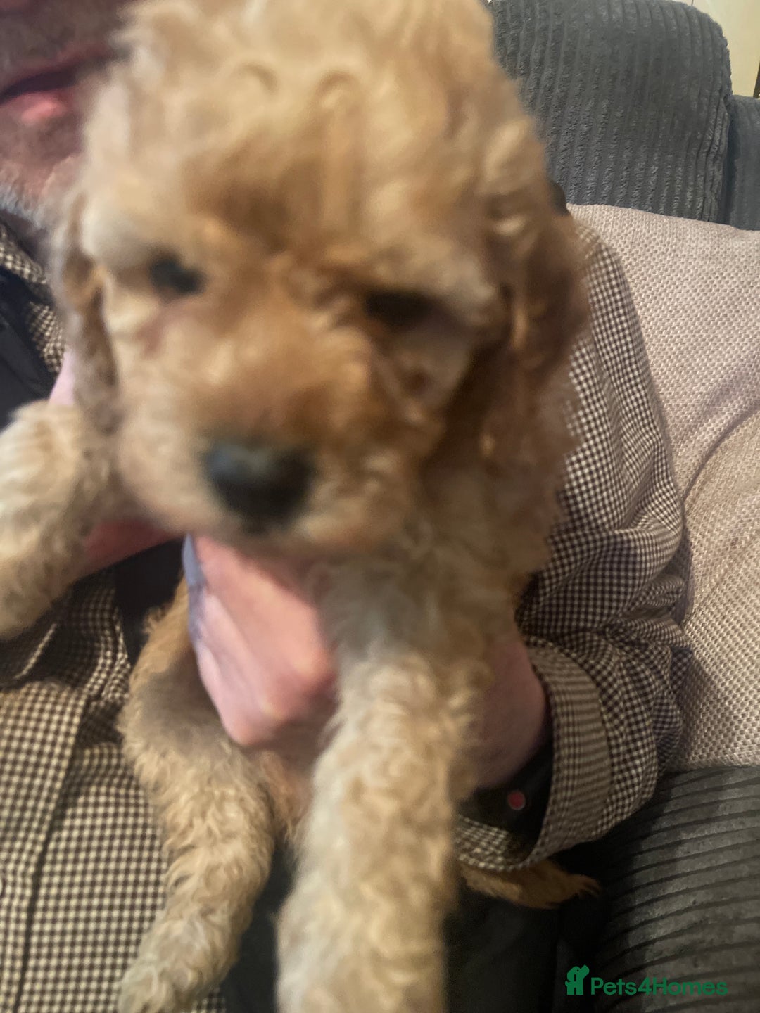 Poochon dogs for sale: 5 beautiful. Poochon puppies  - Advert 3