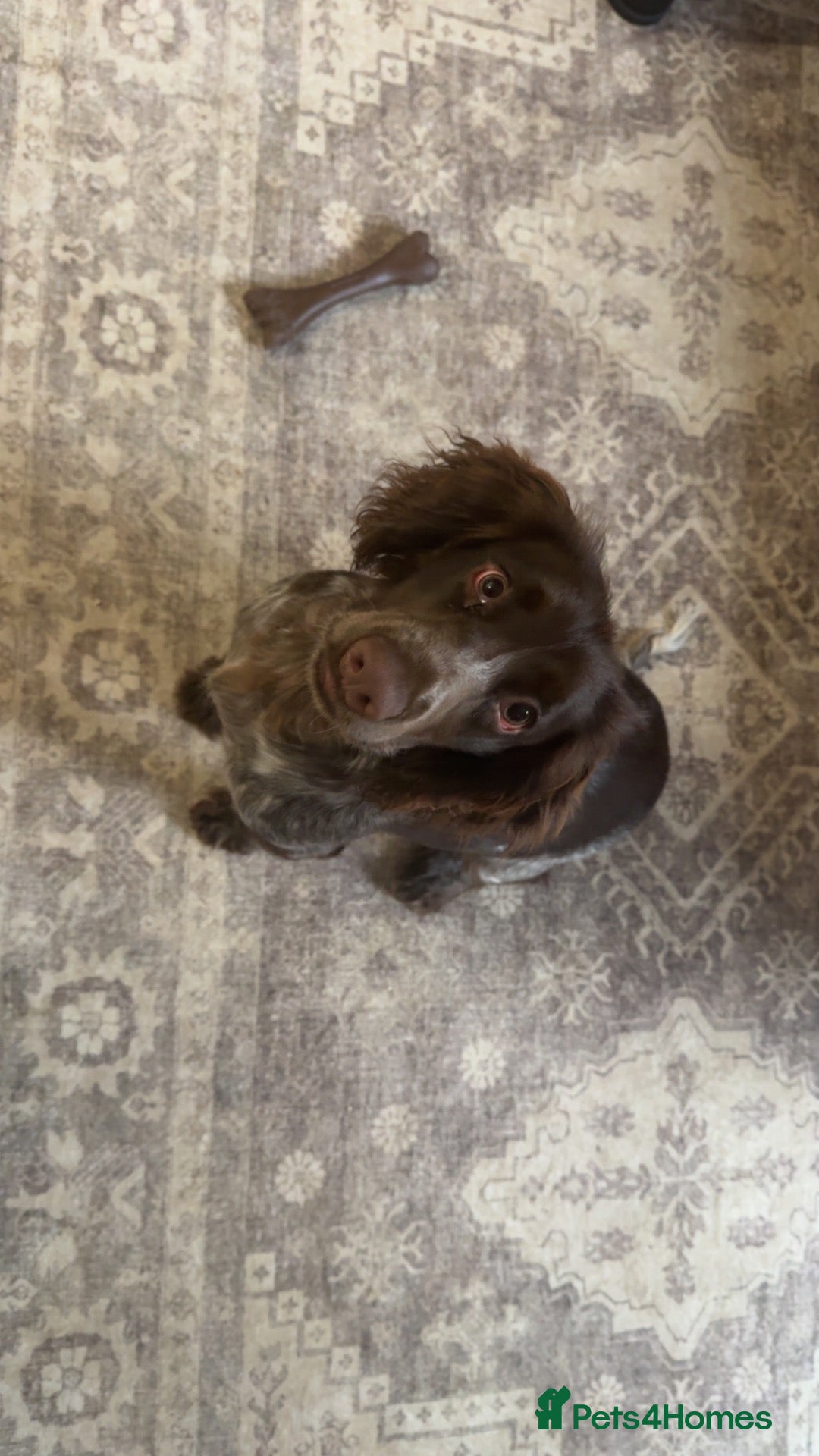 Cocker Spaniel dogs Beautiful 7month old cocker spaniel  - Advert 1