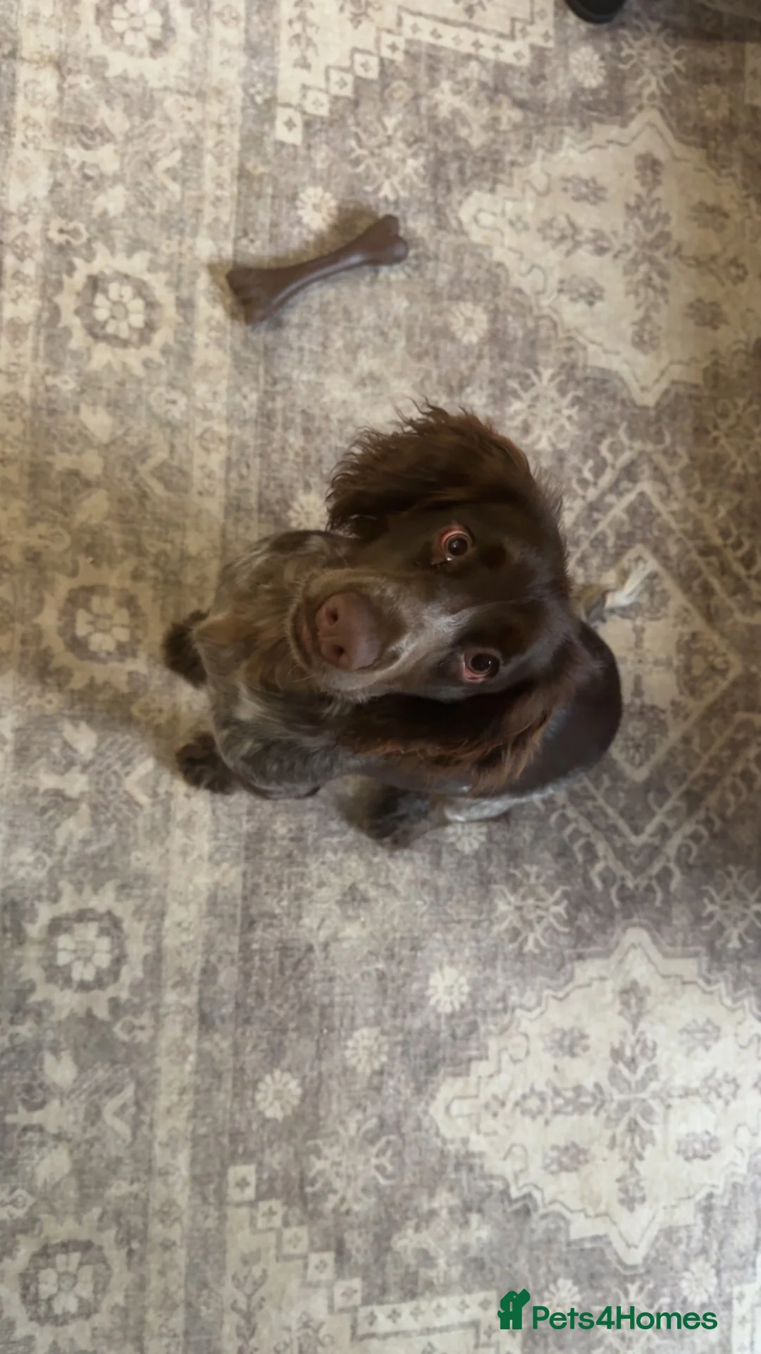 Cocker Spaniel dogs for sale: Beautiful 7month old cocker spaniel  - Advert 1