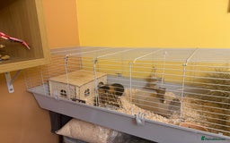 Guinea Pig rodents for sale: 2 brother’s Guinea pigs for sale  - Image 4