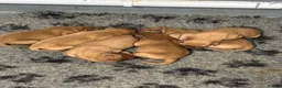Labrador Retriever dogs for sale: Fox Red Labradors - Advert 3