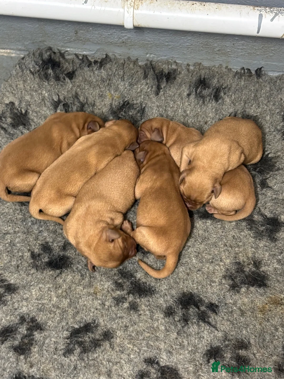Labrador Retriever dogs for sale: Fox Red Labradors - Advert 3
