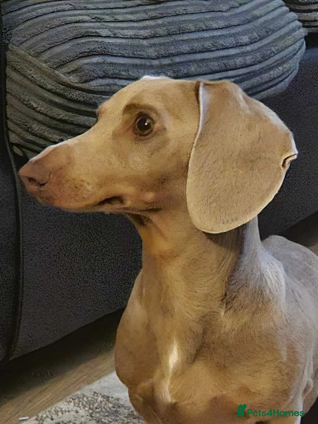 Dachshund dogs for sale: Milo Male Dachund  - Advert 2