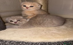 Scottish Fold cats for sale: 3 Adorable Scottish Fold Kittens🩷💙🩷 - Image 16