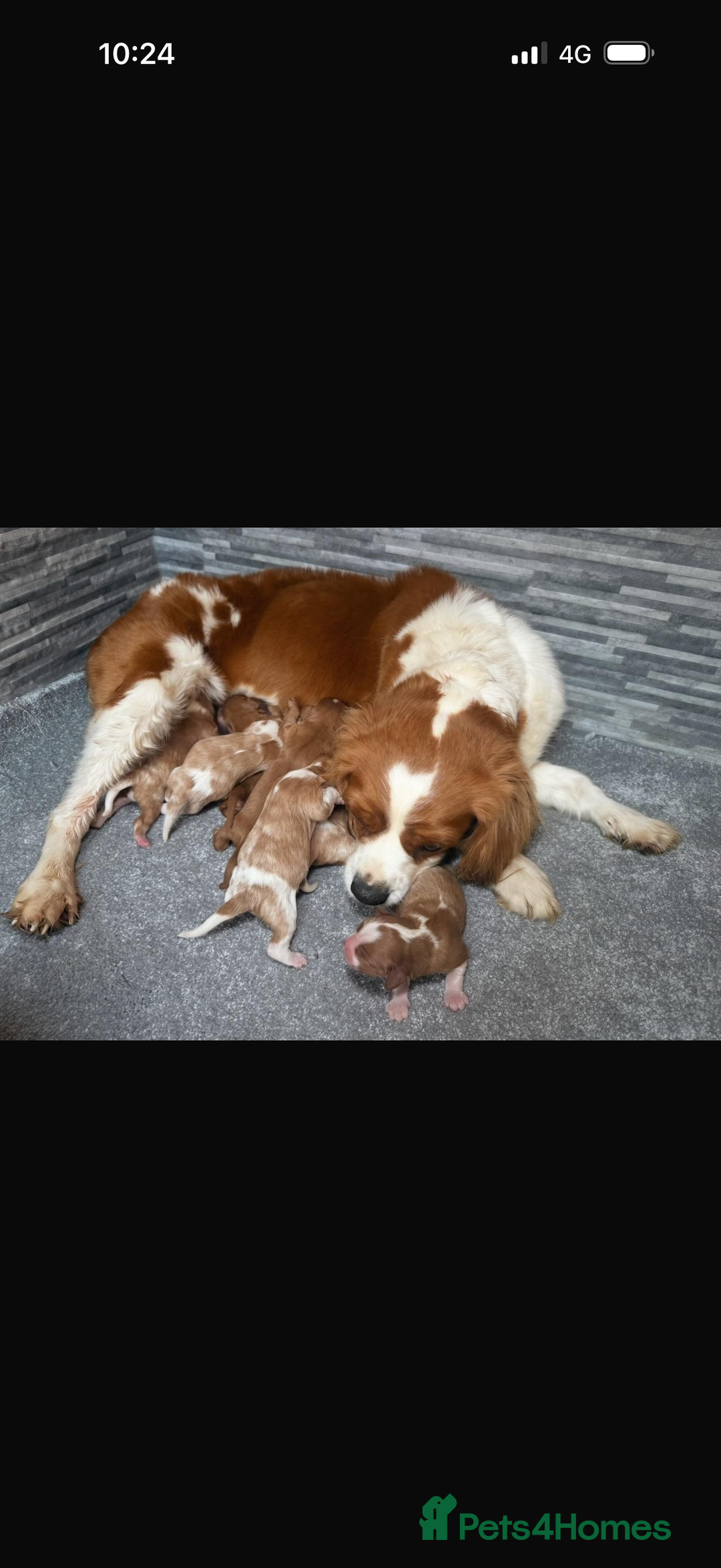 Cavalier King Charles Spaniel dogs for sale: 8 beautiful King Charles Cavalier spaniel puppies - Advert 1
