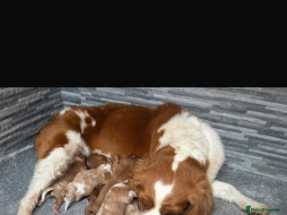 Cavalier King Charles Spaniel dogs 8 beautiful King Charles Cavalier spaniel puppies - Advert 1