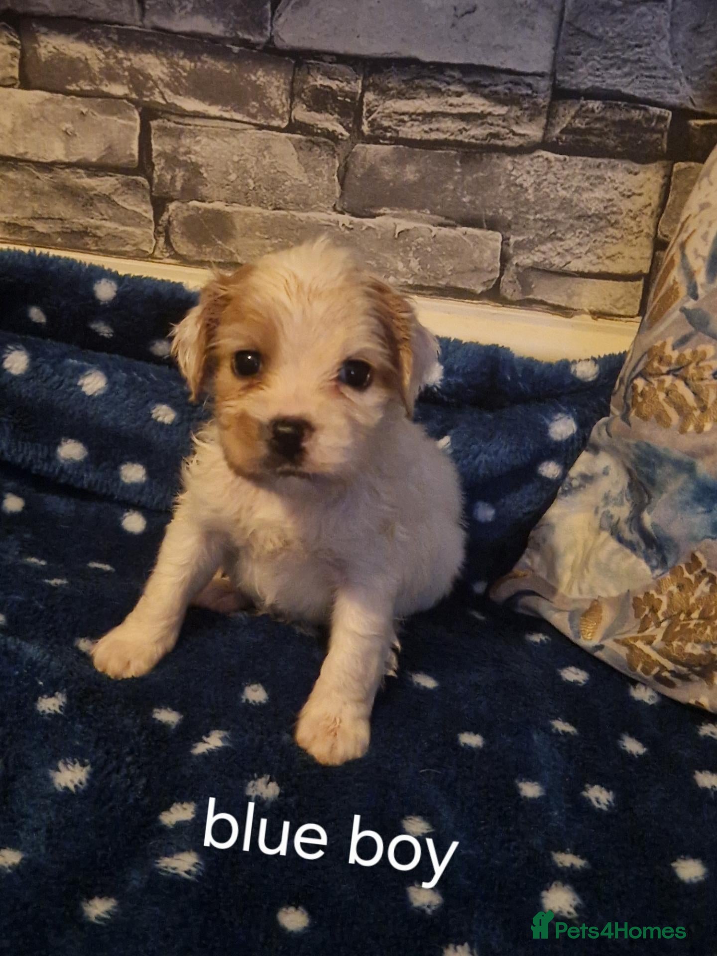 Cockapoo dogs VERY RARE SILVER COCKAPOOS.FROM A 5 STAR HOME ❤️ - Advert 1