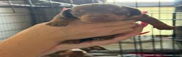 Dachshund dogs for sale: 5 beautiful pups - Advert 26