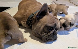 French Bulldog dogs for sale: REDUCED Adorable French Bulldog Puppies  - Image 25