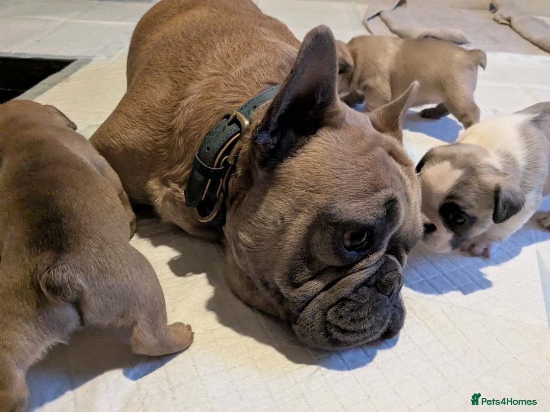 French Bulldog dogs for sale: REDUCED Adorable French Bulldog Puppies  - Image 25