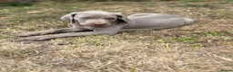 Weimaraner dogs for sale: 🐶KC Registered Weimaraner Puppies 🐶 - Advert 18