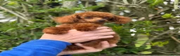 Toy Poodle dogs for sale: Tiny Toy Poodle Boy dark red  - Advert 1