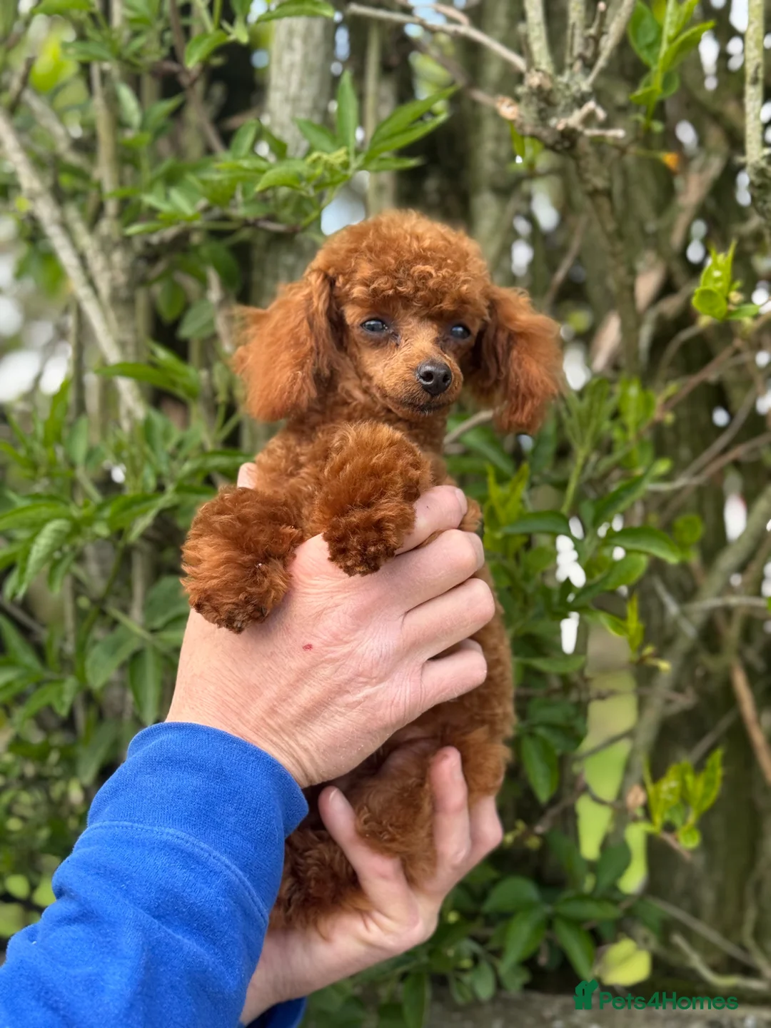 Toy Poodle dogs for sale: Tiny Toy Poodle Boy dark red  - Advert 1