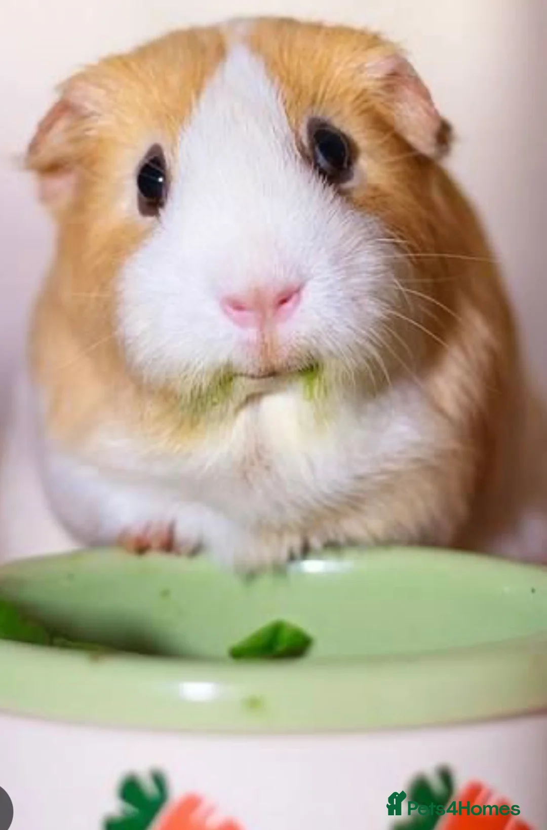 Guinea Pig rodents for sale: WANTED! Female sow guinea pig - Advert 2