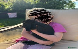 Mini Lop rabbits for sale: Female mini lop rabbit. Vaccinated and friendly.  - Image 3