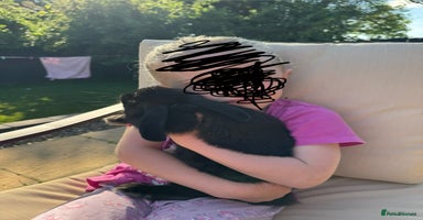 Mini Lop rabbits - Advert 3