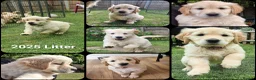 Golden Retriever dogs for stud: RKC Kensesqui Karamel Sutra - Advert 22