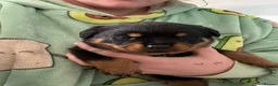 Rottweiler dogs for sale: Rottweiler puppies  - Advert 13