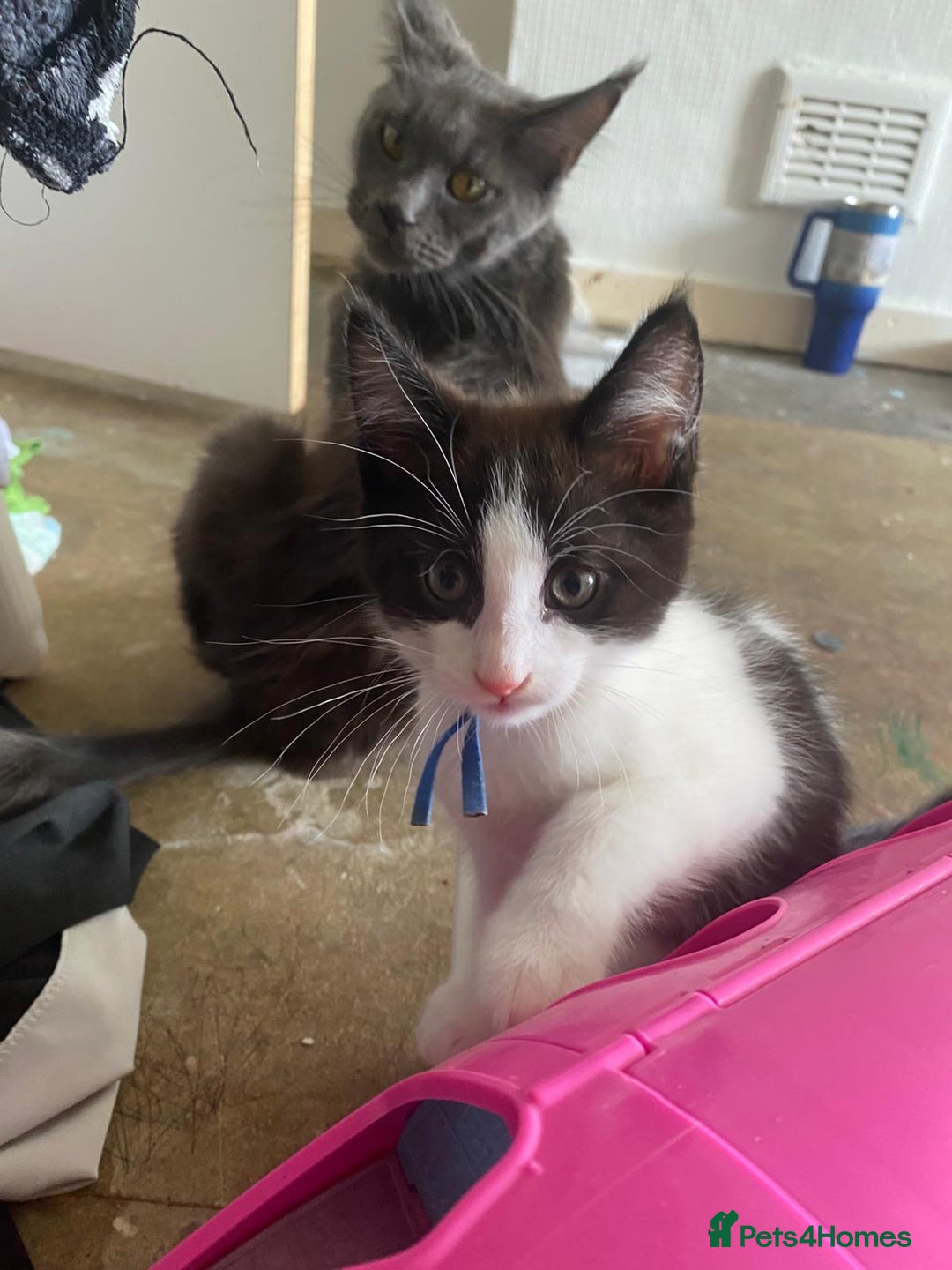 Maine Coon cats for sale: Beautiful Maine coon cross kittens  - Image 5