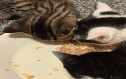 Mixed Breed cats for sale: 2 male kittens looking for their forever homes  - Image 5