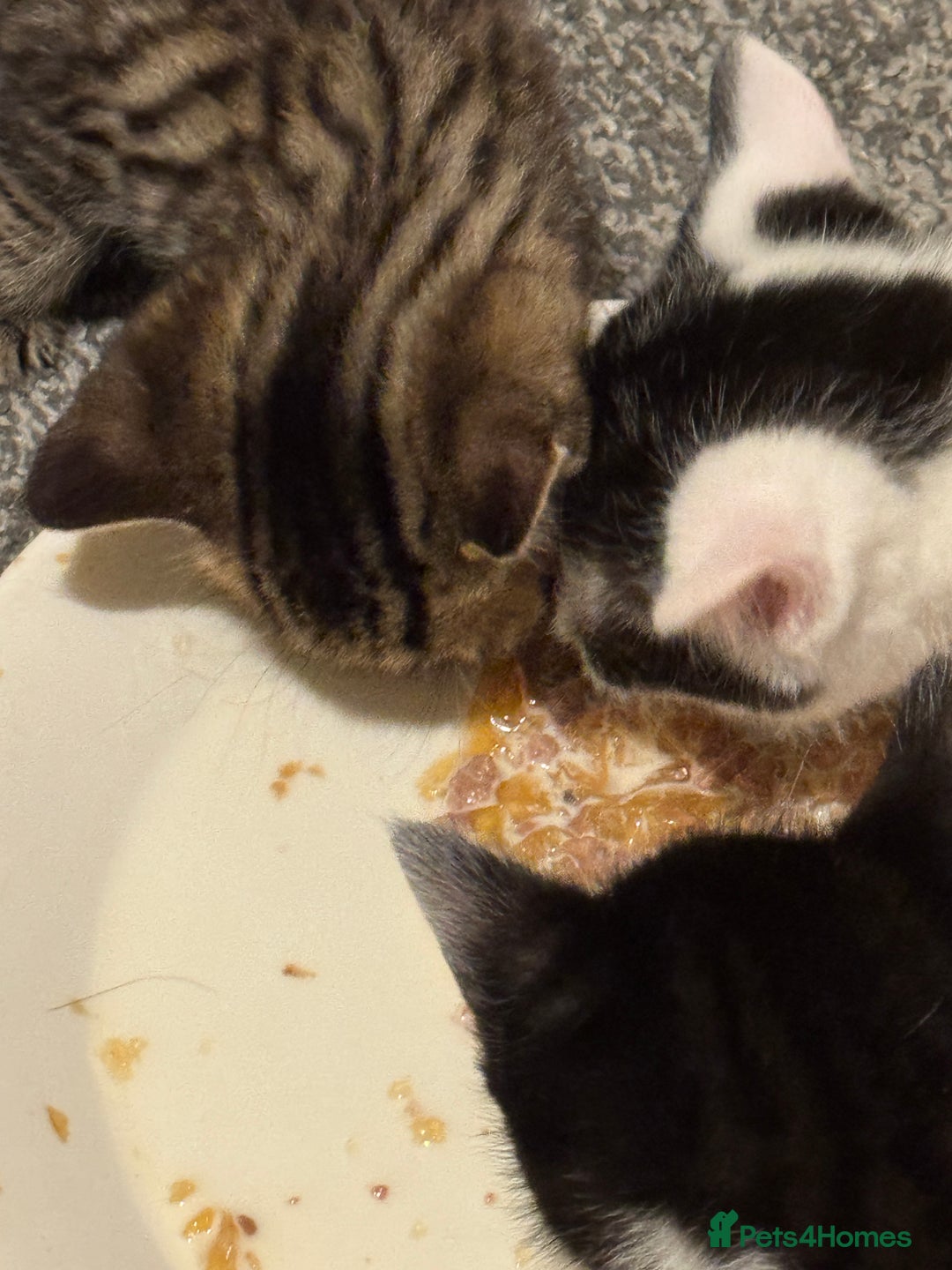 Mixed Breed cats for sale: 2 male kittens looking for their forever homes  - Image 5