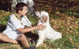 English Setter dogs for adoption: Boss  - Image 2
