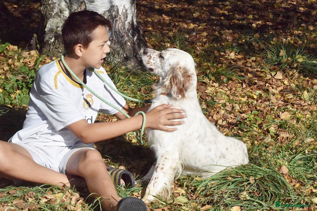 English Setter dogs for adoption: Boss  - Image 2