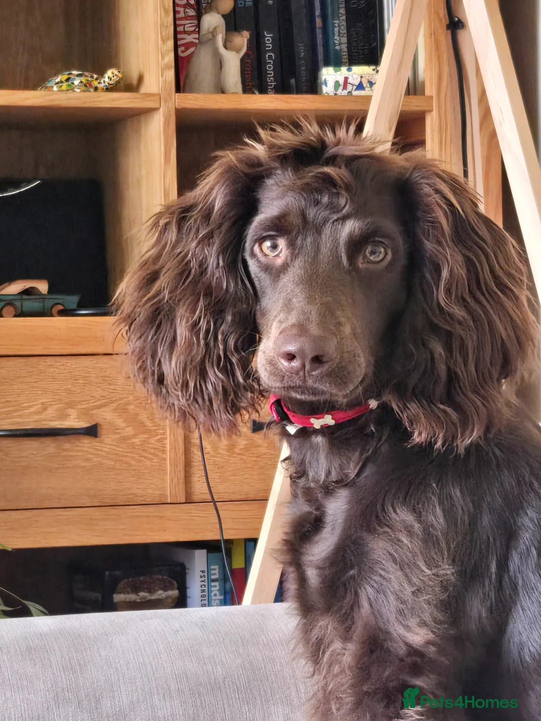 Cockapoo dogs for stud: For Stud in Wolverhampton - Advert 1