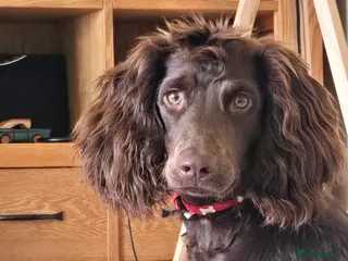 Cockapoo dogs For Stud - Advert 1