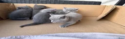 British Longhair cats for sale: 4 British Blue Shorthair Kittens For New Home Soon - Advert 9