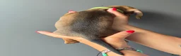 Miniature Dachshund dogs for sale: Miniature Smooth Dachshund Puppies  in Torquay - Advert 6