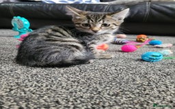 British Shorthair cats for sale: Beautiful kittens for sale  - Image 9