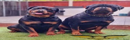 Rottweiler dogs for sale: BEAUTIFUL ROTTWEILER PUPPIES FULL KC SHOW QUALITY  - Advert 10