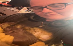 Guinea Pig rodents for sale: One guinea pig for rehoming  - Image 7