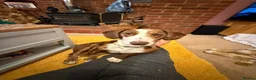 Mixed Breed dogs for sale: Dashund doxi - Advert 1