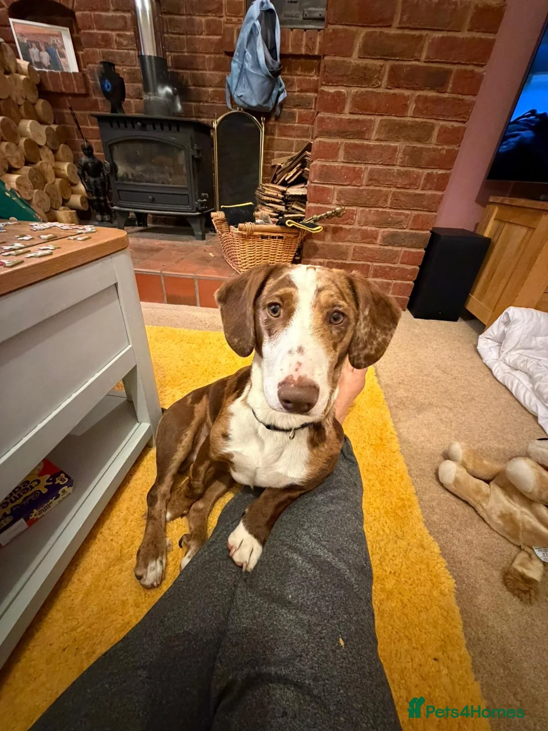 Mixed Breed dogs for sale: Dashund doxi - Advert 1