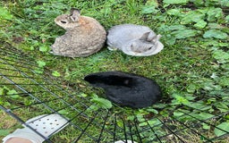 Netherland Dwarf rabbits for sale: 3 Netherland dwarf rabbits  - Image 8