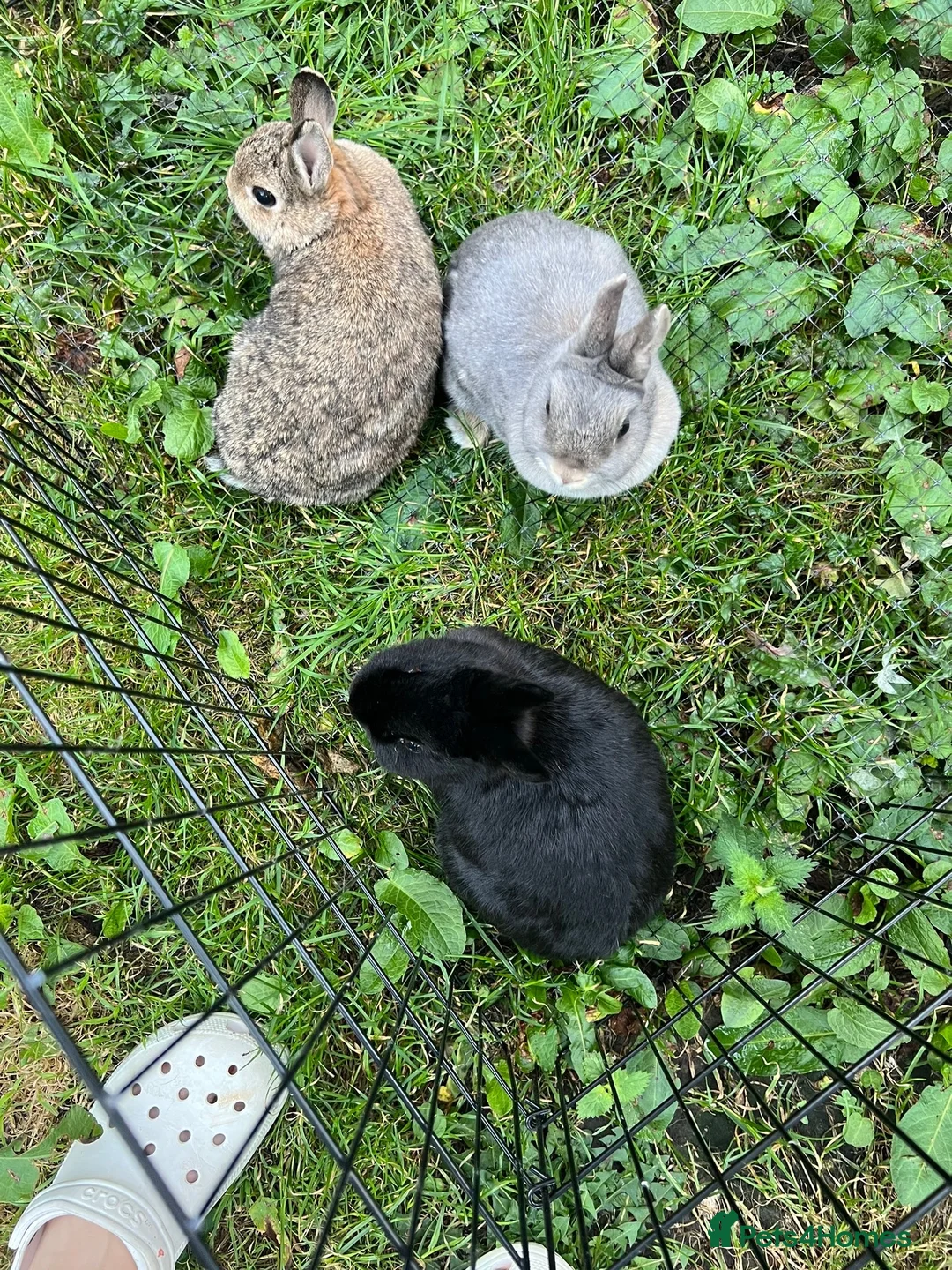 Netherland Dwarf rabbits for sale: 3 Netherland dwarf rabbits  - Advert 8