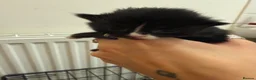 Mixed Breed cats for sale: Fluffy Kittens  - Advert 2
