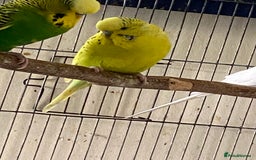 Budgerigars birds for sale: Reserved 4 Budgies searching for new homes  - Image 3