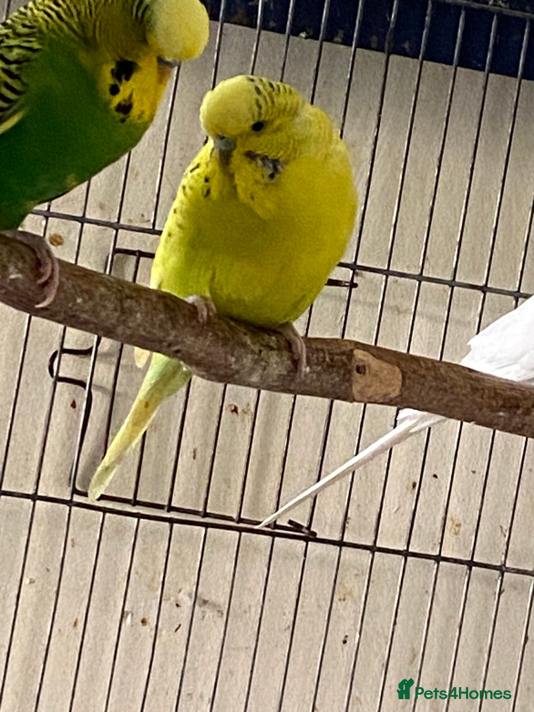 Budgerigars birds for sale: Reserved 4 Budgies searching for new homes  - Image 3