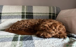 Cockapoo dogs for sale: Beautiful 7Month-Old Puppy Luna - Image 4